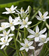 Snědek - Ornithogalum umbellatum - cibule snědku - 3 ks