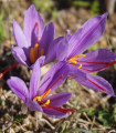 Šafrán setý - Crocus sativus - hlízy krokusu - 3 ks