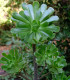 Růžicovka - Aeonium undulatum - semena růžicovky - 15 ks