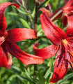 Lilie Red Tiger - Lilium - cibule lilie - 1 ks