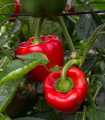 Paprika California Wonder - Capsicum annuum - semena papriky - 20 ks