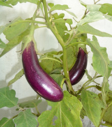 Lilek Jewel Jet - Solanum melongena - semena lilku - 10 ks