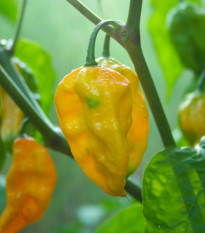 Chilli žluté Fatalii - Capsicum chinense - semena chilli - 6 ks