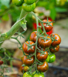 Rajče tyčkové Tigrino - Solanum lycopersicum - semena rajčat - 25 ks