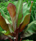 Banánovník habešský - Ensete vetricosum - semena banánovníku - 3 ks