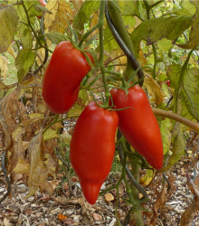 BIO Rajče Andine Cornue - Lycopersicon esculentum - bio semena rajčete - 8 ks