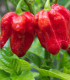 BIO Chilli Habanero červené - Capsicum chinense - bio semena chilli - 6 ks
