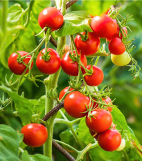 Rajče Crokini PhR F1 - Solanum lycopersicum - semena rajčete - 7 ks