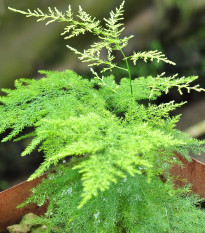 Chřest hustokvětý - Asparagus plumosus - semena chřestu - 5 ks