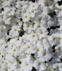 Petúnie Cascata White F1 - Petunia x atkinsiana - semena petúnie - 10 ks