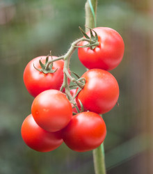 Rajče Gardeners Delight - Lycopersicon esculentum - semena rajčete - 10 ks