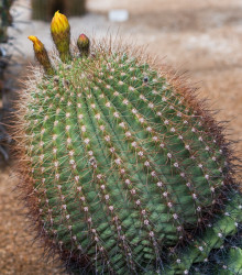 Ferokaktus - Ferokaktus alamosanus - semena kaktusu - 10 ks