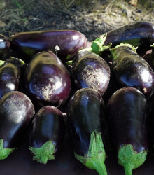 BIO Lilek Meronda - Solanum melongena - semena lilku - 15 ks