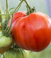 Rajče Oxheart - Solanum lycopersicum - semena rajčete - 20 ks