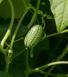 Mexická mini okurka - Zehneria scabra - semena okurky - 5 ks