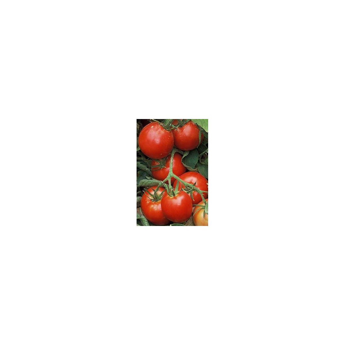 Rajče Legenda - Lycopersicon esculentum - původní odrůdy rajčat - semena rajčat - 6 ks
