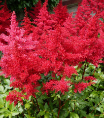 Čechrava Koblenz - Astilbe - hlízy čechravy - 1 ks