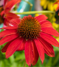 Třapatkovka Red Magnus - Echinacea - prostokořenné sazenice třapatkovky - 1 ks