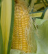 BIO Kukuřice cukrová Golden Bantam - Zea mays - bio semena kukuřice - 16 ks
