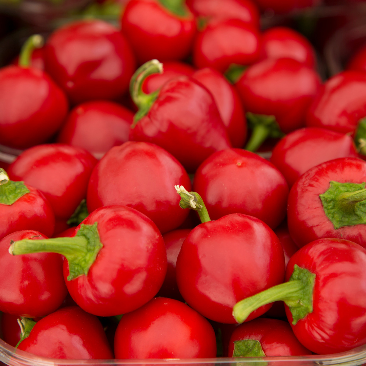 BIO Paprika Babybell červená - Capsicum annuum - bio semena papriky - 10 ks