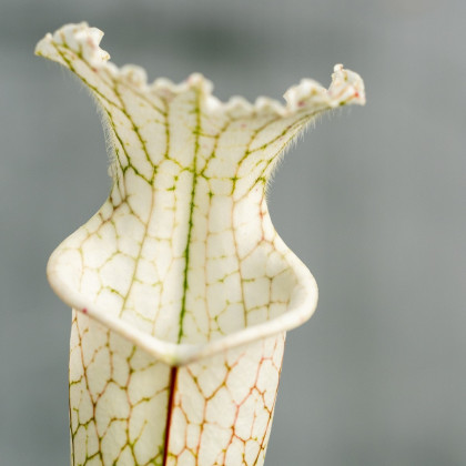 Špirlice bělolistá bílá - Sarracenia leucophylla - semena špirlice - 10 ks