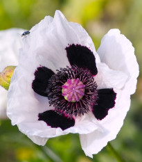 Mák východní Checkers - Papaver orientale - semena máku - 50 ks