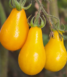 Rajče Žlutá hruška - Lycopersicon esculentum - semena rajčete - 6 ks
