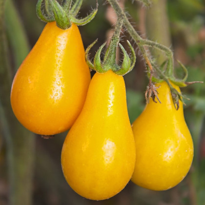 Rajče Žlutá hruška - Lycopersicon esculentum - semena rajčete - 6 ks
