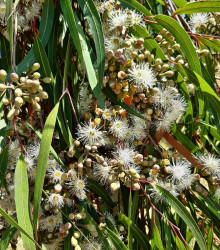 Eukalyptus citrónový - Corymbia citriodora - Eucalyptus citriodora - semena eukalyptu - 5 ks