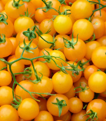 BIO Rajče Tom Yellow - Solanum lycopersicum - bio semena rajčete - 7 ks