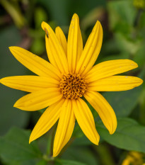 Topinambur červený Violet de Rennes - Helianthus tuberosus - prostokořenné sazenice topinamburu - 1 ks