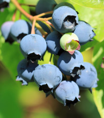 Borůvka kanadská - Vaccinium corymbosum - sazenice borůvky - 1 ks