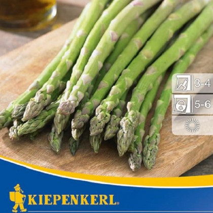Chřest zelený Boonlim - Asparagus officinalis - prostokořenné sazenice chřestu - 2 ks