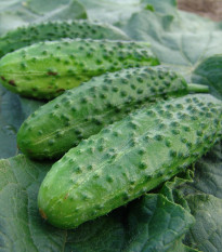 Okurka nakládačka Corveta F1 - Cucumis sativus - semena okurky - 20 ks