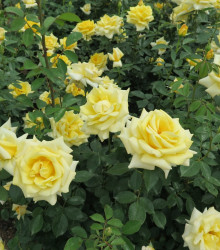 Růže velkokvětá pnoucí žlutá - Rosa - prostokořenné sazenice růže - 1 ks