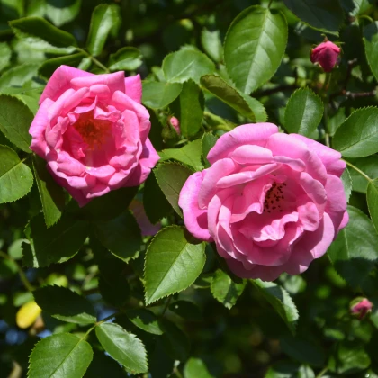 Růže záhonová tmavě růžová - Rosa - prostokořenné sazenice růže - 1 ks