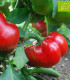 BIO Paprika Bellpepper červená - Capsicum annuum - bio semena papriky - 6 ks