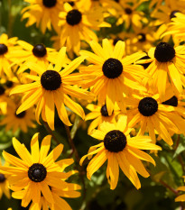 Třapatka okázalá Speciosa - Rudbeckia speciosa - prostokořenné sazenice třapatky - 1 ks