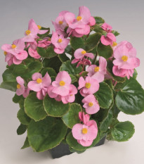 Begonie Super Olympia Rosa F1- Begonia semperflorens - semena begónie - 12 ks