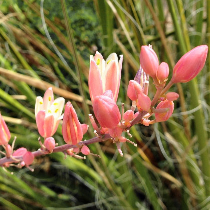 Juka červená - Hesperaloe parviflora - semena juky - 3 ks