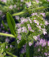 Saturejka zahradní - Satureja hortensis - semena saturejky - 300 ks