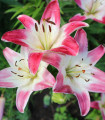 Lilie Lollypop - Lilium - cibule lilie - 1 ks