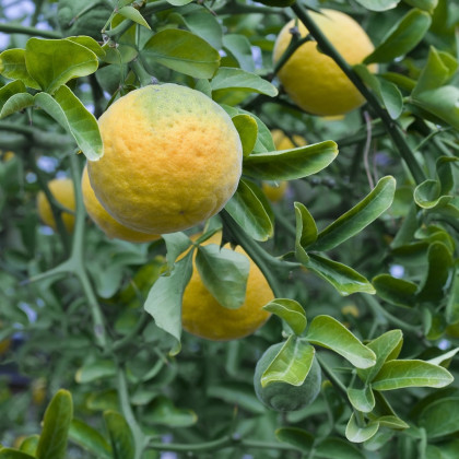 Citronečník trojlistý - Citrus trifoliata - semena citronečníku - 4 ks