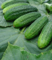 Okurka partenokarpická Partner - Cucumis sativus - semena okurky - 50 ks