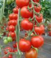 Rajče Spencer - Solanum lycopersicum - semena rajčete - 20 ks