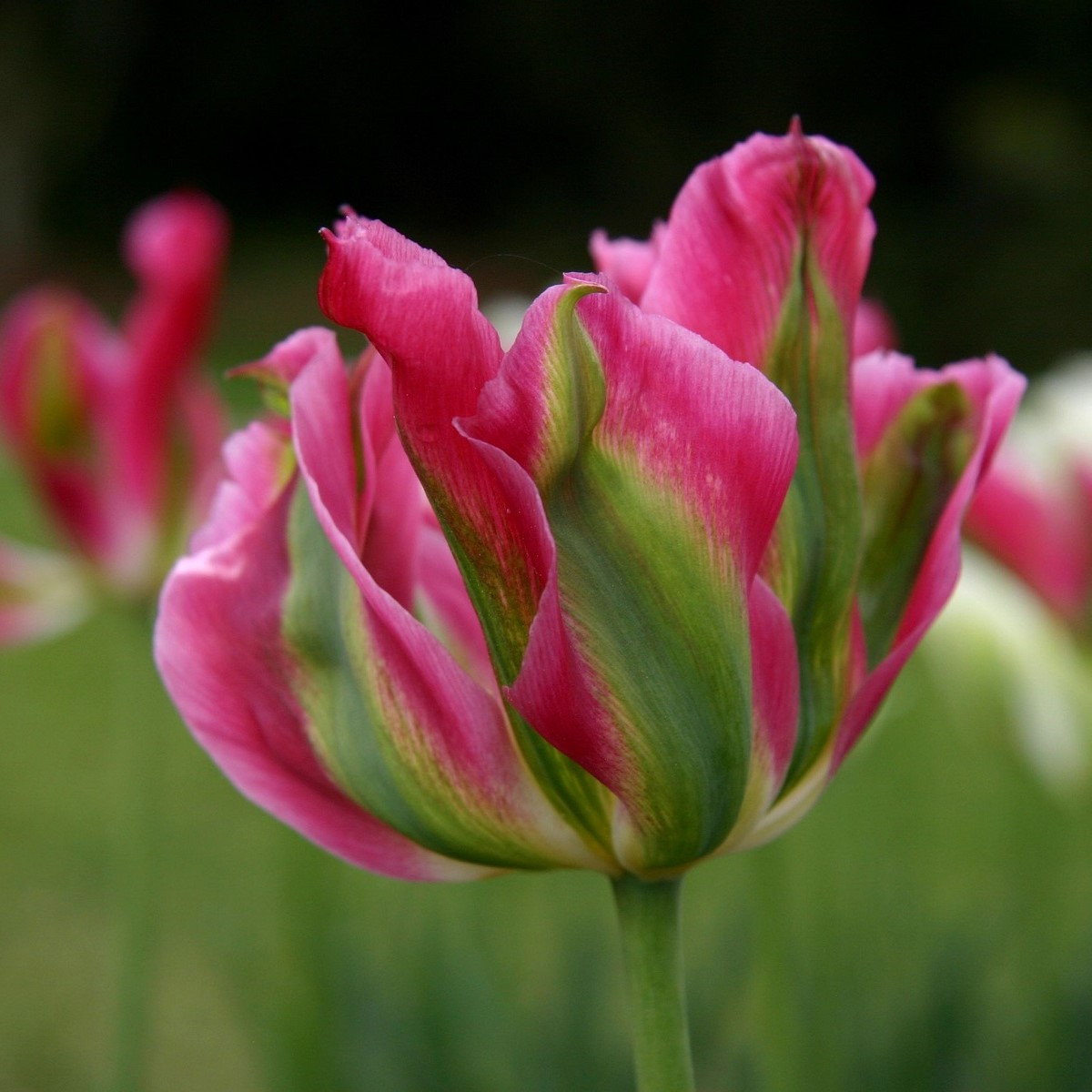 Tulipán Groenland - Tulipa - cibuloviny - 3 ks