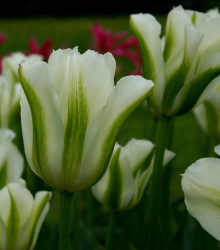 Tulipán Spring Green - Tulipa - cibule tulipánu - 3 ks
