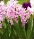 Hyacint Fondant - Hyacinthus fondante - cibule hyacintu - 1 ks