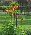 Řebčík královský Aurora - Fritillaria imperialis - cibule řebčíku - 1 ks