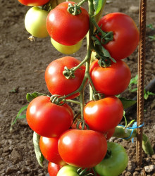 Rajče Dafne F1 - Solanum lycopersicum - semena rajčete - 12 ks